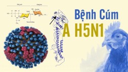 PHÒNG CHỐNG DỊCH CÚM A/H5N1 Ở NGƯỜI